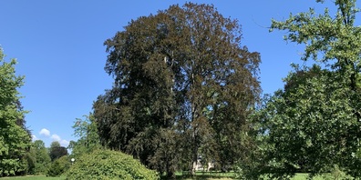 Die beiden Blutbuchen im Seeburgpark erscheinen wie ein singulärer Baumriese. Der rechte Baum ist vom Pilz befallen, der Stamm ist morsch und er könnte jederzeit umfallen, deshalb wird die Blutbuche notfallmässig gefällt. Mitarbeitende des Werkhofs und der Gärtnerei sind gerade dabei, den Baum weitläufig einzuzäunen. Gäste des  Seeburgparks sind gebeten, die Absperrung nicht zu durchbrechen.