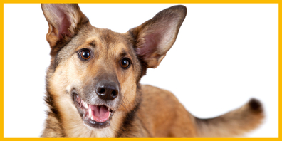 Es kam zu einer Auseinandersetzung zwischen einer Frau und einem Mann, weil die Hundebesitzerin ihr Tier nicht angeleint hatte. (Symbolbild)