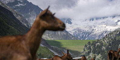 Ziegen im Kanton Uri sind Opfer von sexuellen Übergriffen geworden. (Symbolbild)
