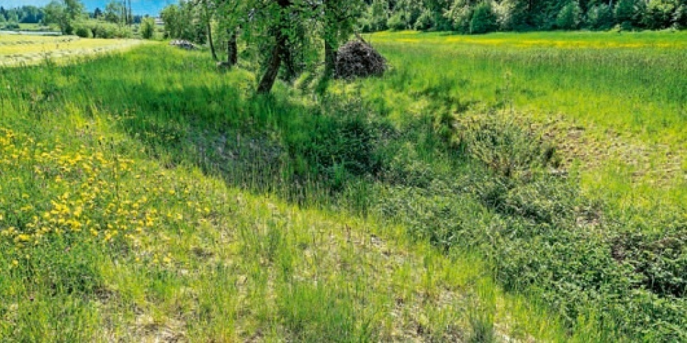 Zwei Jahre nach Bauvollendung: Der revitalisierte Neuguetbach in Bubikon nimmt seine ökologische Funktion wieder wahr. 