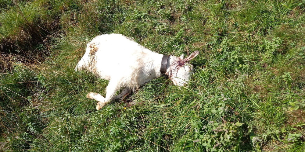 Der Wolf ist im Toggenburg angekommen. Im Bild: Tote Ziege in Ebnat-Kappel