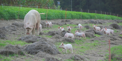 Ein Schwein und eine Gruppe Ferkel beim Auslauf draussen. (Themenbild)