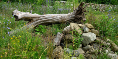 Elemente eines Naturgartens: Wurzelstock, Steinstrukturen und Wildstauden.