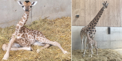 Das kleine Giräffli sitzend (l.) und stehend (r., vorne). Sein Gewicht beträgt ca. 80 kg und seine Höhe 188 cm.