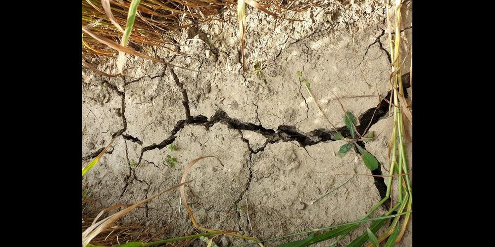 Besonders die Westschweiz war dieses Jahr von historischer Hitze betroffen. 