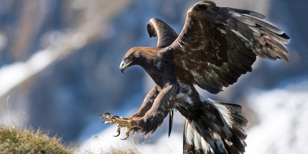 Ein Bild des Joner Naturfotografen: Ein Adler im Anflug.