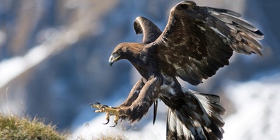 Ein Bild des Joner Naturfotografen: Ein Adler im Anflug.