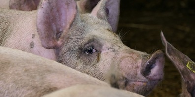 Am 25. September 2022 befindet die Stimmbevölkerung des Kantons St.Gallen über vier Vorlagen, darunter die Massentierhaltungsinitiative