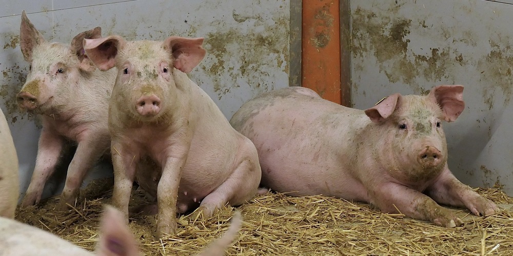Ein Blick in den Alltag im Schweinestall.