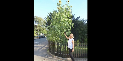 Ragen weit in den Himmel: Sonnenblumen an der Bleulerstrasse mit ihrer Besitzerin Hanny Roduner.