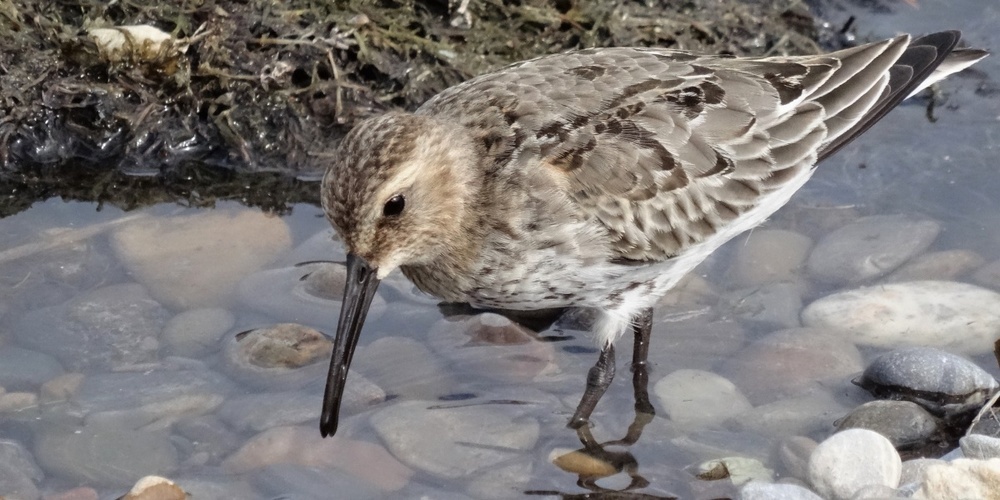 Ein Alpenstrandläufer füllt am Rastplatz seine Fettreserven auf.