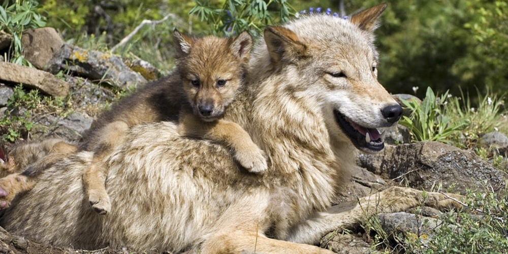 Meister Isegrim wurde zu Unrecht des Wolfsrisses verdächtigt