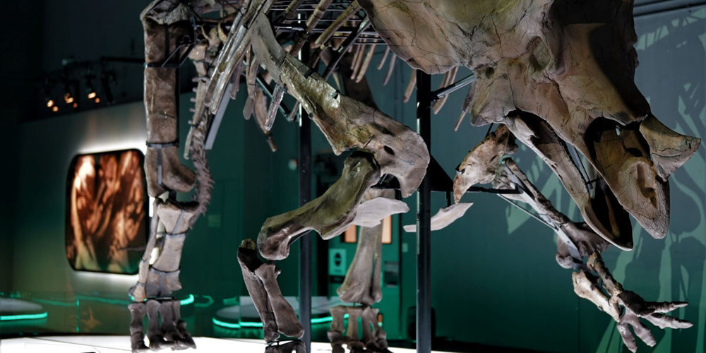 Der Dinosaurier "Willard" vom Sauriermuseum Aathal ist derzeit an einer Ausstellung in Hongkong zu sehen.