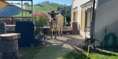 Das Rindvieh chillt scheinbar gerne in fremden Gärten