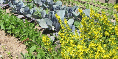 Je nach Wetter muss man im Sommer tüchtig giessen.