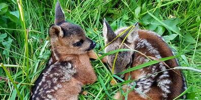 Da sie sich aus Instinkt ins hohe Gras ducken, fallen viele Rehkitze den Mähmaschinen der Bauern zum Opfer.