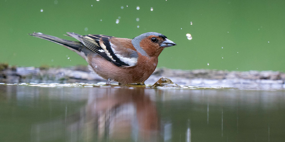 Ab ins kühle Nass! Wie wir Menschen nehmen Vögel (hier ein Buchfink) bei diesen Temperaturen gerne ein Bad. Um die Hygiene zu gewährleisten ist es wichtig, das Wasser mindestens einmal täglich zu wechseln.