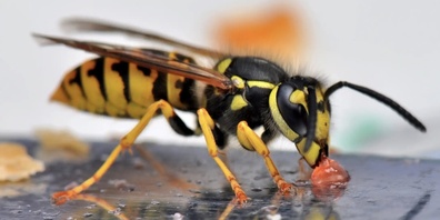 Wespen lieben süsse und eiweisshaltige Speisen im Sommer, doch mit einfachen Mitteln wie Zitronen mit Nelken lässt sich ihr Besuch am Gartentisch reduzieren.