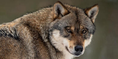 Der Kanton Glarus lässt einen Einzelwolf erlegen, der innert vier Monate 15 Nutztiere gerissen haben soll. (Symbolbild)