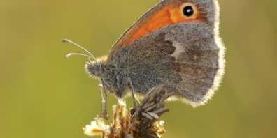 Das Kleine Wiesenvögelchen auf einer Flockenblume