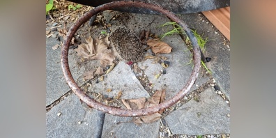 Auch kleine Igel werden gross und verlassen das Zuhause.