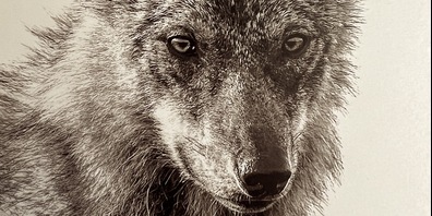 Der Wolf polarisiert: Aus diesem Grund hat Rolf Hösli den Film «Missverstandene Kreatur» realisiert.