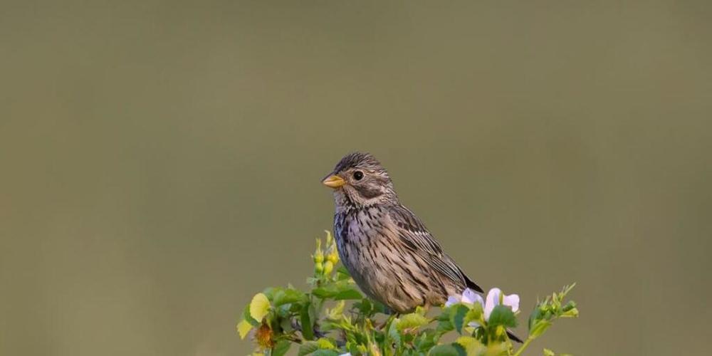 Die Grauammer ist ein Vogel, der in der Schweiz zur Seltenheit geworden ist.