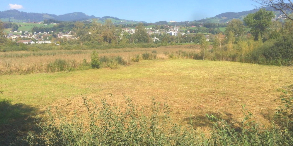 Mit der Sanierung soll das Gebiet um den Entensee mehr Riet-Charakter erhalten und mehr Lebensraum bieten.