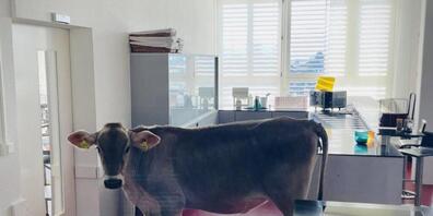 Die Stadtpolizei Uster veröffentlichte auf Twitter ein Beweisfoto für ihren tierischen Einsatz.
