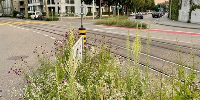 Keine Fläche ist zu klein, um entsiegelt und begrünt zu werden. Hier begrünte Verkehrsflächen in Basel.
