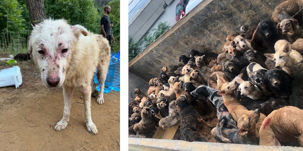 Kürzlich wurden 70 Hunde auf einen LKW geladen und in einem abgelegenen Wald «entsorgt». Viele haben das Staupevirus, welches ansteckend für andere Tiere ist.