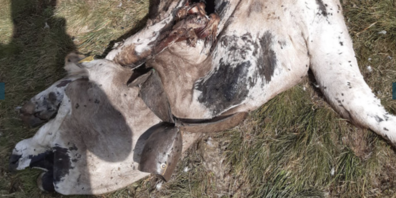 Krasses Bild: Als wäre der Anblick des toten Galtviehs nicht schlimm genug gewesen, mussten die Ritters auch noch einen Schwarm Gänsegeier vom Kadaver fernhalten. (Bild Pressedienst)
