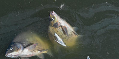 Tote Fische in der Oder. Foto: Patrick Pleul/dpa
