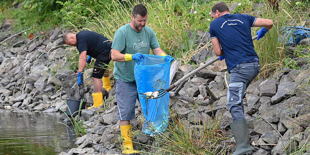 Freiwillige Helfer bergen tote Fische aus dem Wasser des deutsch-polnischen Grenzflusses Oder. Foto: Patrick Pleul/dpa