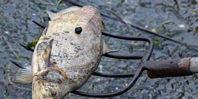 Ein toter Fisch wird aus dem Wasser des deutsch-polnischen Grenzflusses Oder geborgen. Seit mehren Tagen beschäftigt das massive Fischsterben im Fluss Oder Anwohner des Flusses. Die Untersuchungen zur Aufklärung des massenhaften Fischsterbens in d...