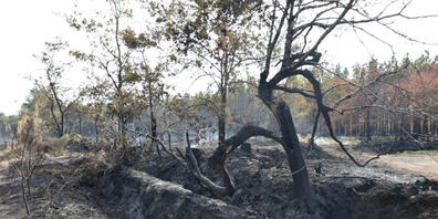 Blick auf einen abgebrannten Baum. Die französischen und europäischen Einsatzkräfte haben das Feuer an der Atlantikküste bei Bordeaux in den Griff bekommen. Foto: Ervin Shulku/ZUMA Press Wire/dpa