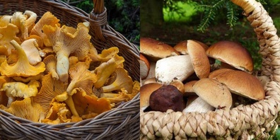 Bitte lassen Sie Ihre gesammelten Pilze kontrollieren! (Symbolbild)