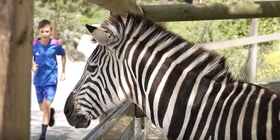 Der erste von fünf Läufen findet am 17. August beim Walter Zoo, Gossau, statt. Man kann  sich auch vor Ort noch anmelden.