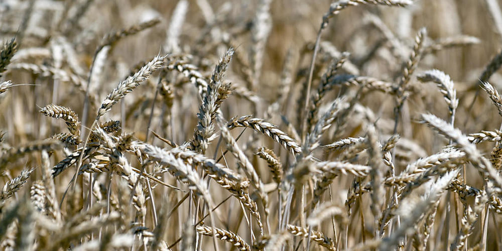 ARCHIV - Weizenähren stehen während der Erntezeit auf einem Feld. Foto: -/Ukrinform/dpa
