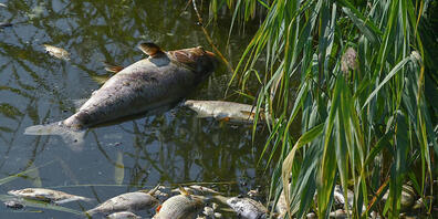 Tote Fische haben sich im deutsch-polnischen Grenzfluss Westoder, nahe dem Abzweig vom Hauptfluss Oder, auf der Wasseroberfläche gesammelt. Foto: Patrick Pleul/dpa