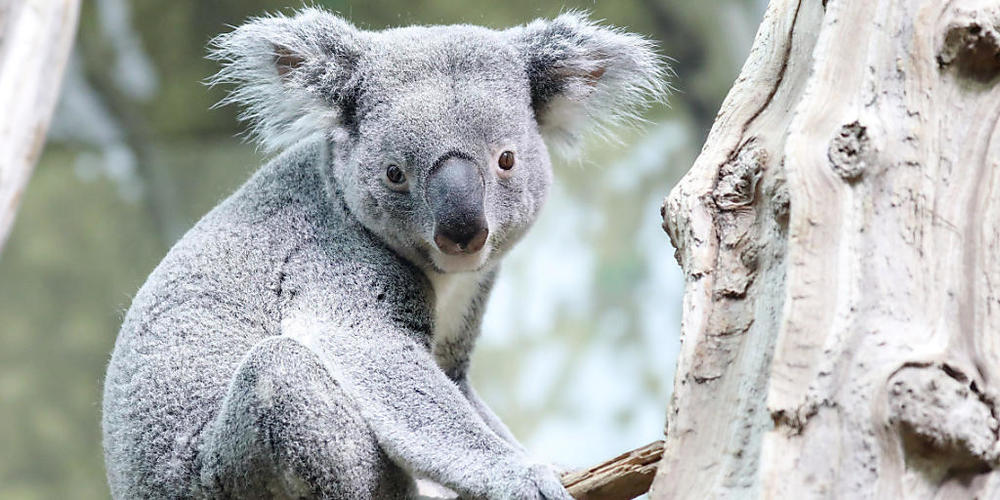 Australiens Labor-Regierung will mit einem neuen Aktionsplan seine einmalige Tier- und Pflanzenwelt künftig besser vor Gefahren schützen und das dramatische Artensterben stoppen. (Archivbild)