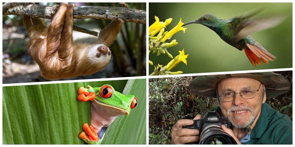 Walter Meli hat wieder wunderschöne Fotos geschossen  (Collage, im Uhrzeigersinn oben links beginnend): Junges Zweizehen-Faultier, Kolibri, Fotograf Walter Meli, Rotaugenfrosch