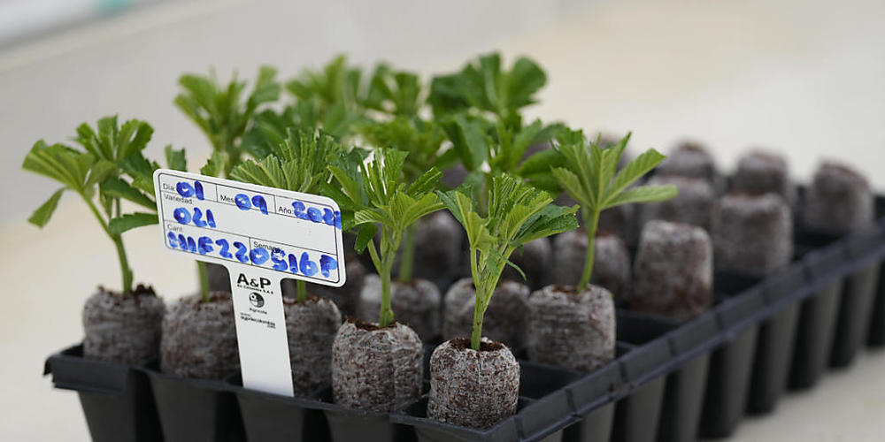 Das Projekt mit "legalem" Cannabis in der Stadt Zürich muss auf 2023 verschoben werden. Die Freigabe durch das Bundesamt für Gesundheit fehlt noch. Solange diese nicht vorliegt, darf kein Cannabis angebaut werden. (Symbolbild)