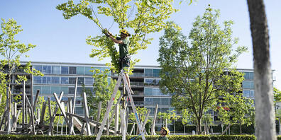 Grün Stadt Zürich soll noch grüner werden: Die Stadt setzt auf eine möglichst nachhaltige Bewirtschaftung ihrer Grünflächen. (Symbolbild)