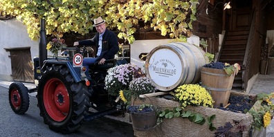 Mit verschiedenen schön geschmückten Fahrzeugen wurde das Traubengut angeliefert, wie hier mit diesem Lanz Bulldog Traktor das Rebgut der Maienhalde
