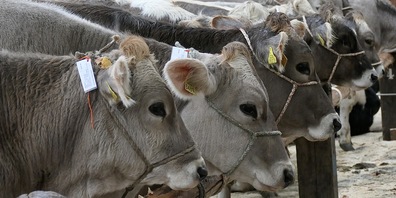 In Reih und Glied standen die paarhufigen Schönheiten auf der Breite