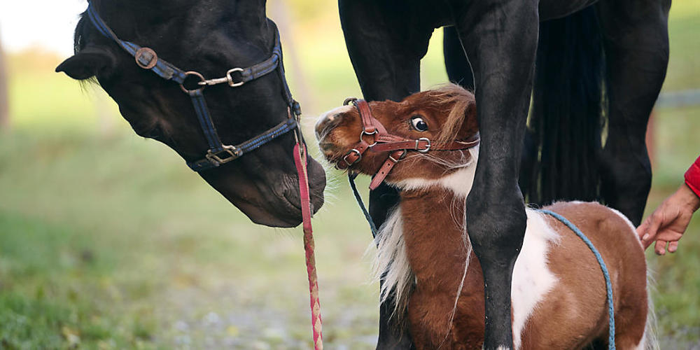 Shetland-Pony Pumuckel steht zwischen den Hufen von Wallach Ron-Sheer. Foto: Bernd Thissen/dpa