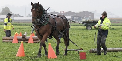 Der zwölfjährige Wallach Othello mit Besitzer Andi Giger aus Balgach