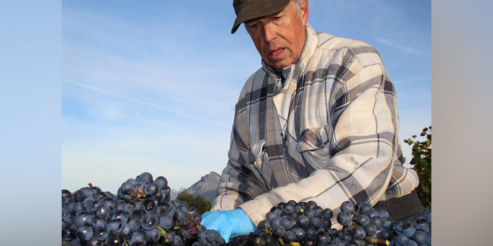 Georg Fromm bei seiner 54. Weinlese in Malans.