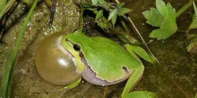 Dieser Lauffrosch profitiert von künstlich angelegten Tümpel. Das zeigen die Erfahrungen im Kanton Aargau, wo mehr als 400 neue Tümpel und Teiche geschaffen wurden.